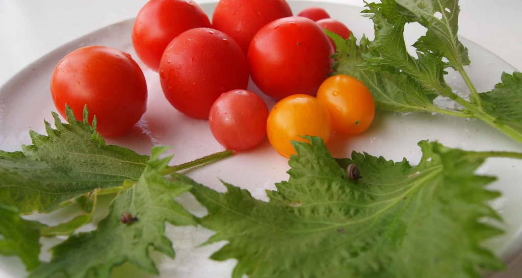 自家栽培のトマト当然無農薬よく見ると紫蘇の葉にカタツムリが・・・
