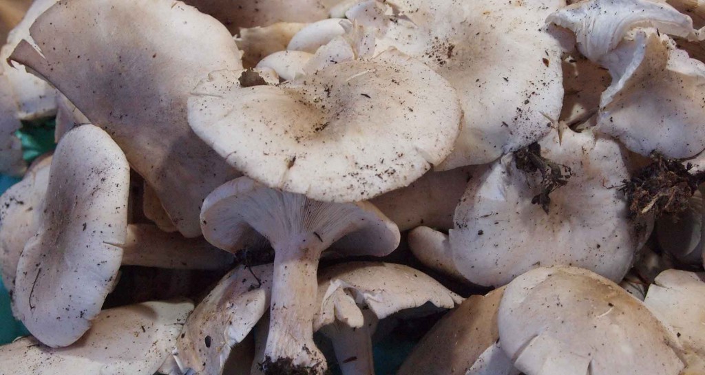 だいこくシメジ