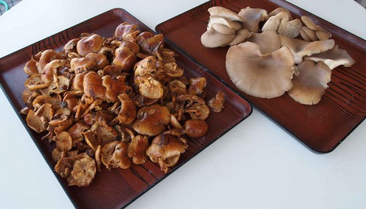 嬉しいプレゼント