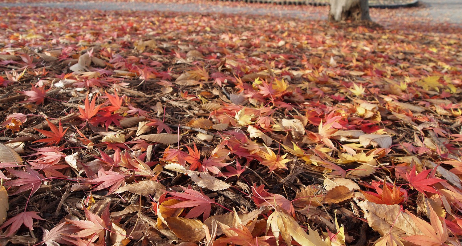 四国旅行での紅葉2