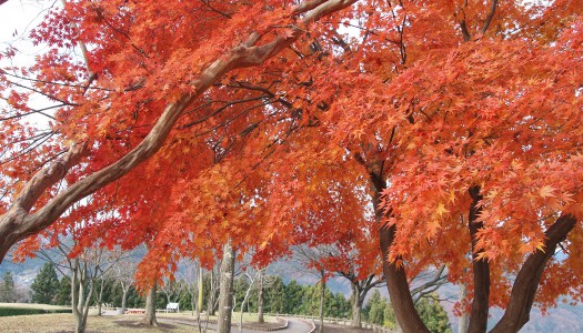 旅路の紅葉 （京都・大阪・四国の旅）