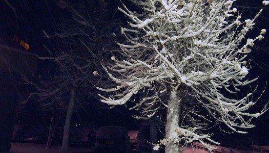 いよいよ本格的な雪です