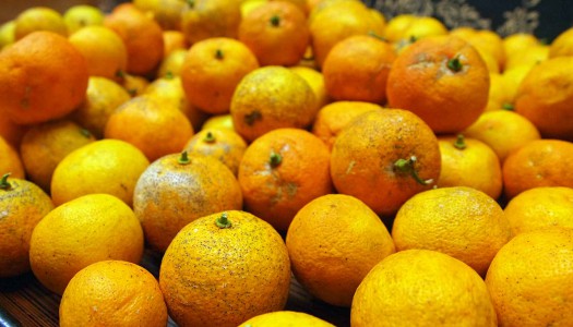 ★完熟すだちのマーマレード★