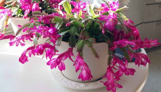 明けまして　おめでとうございます！