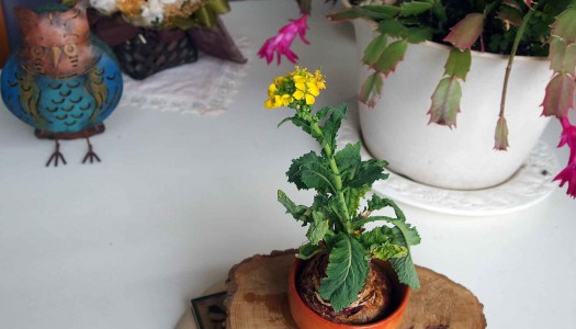 これ、小さい春？！