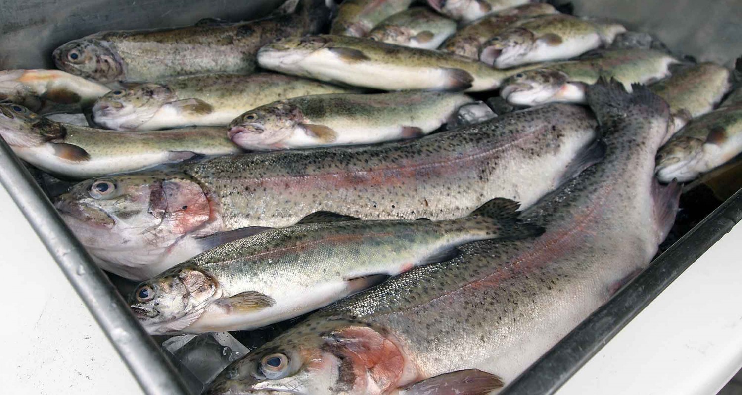 湯沢で釣れたお魚たち