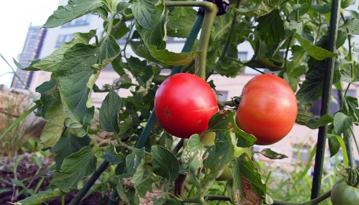 ８月2日・3日★長岡花火