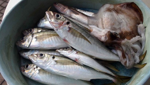 今日は鮮魚三昧