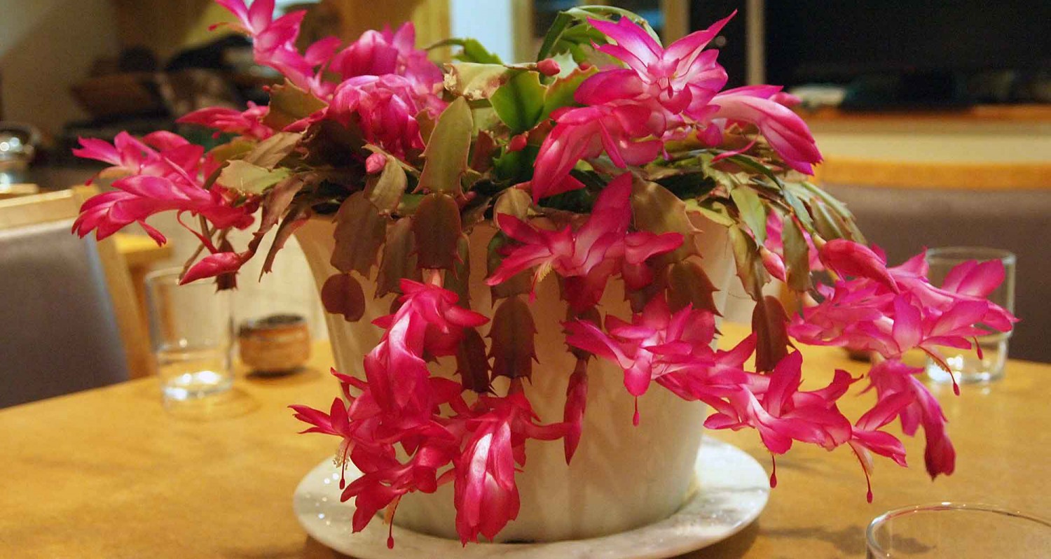 シャコバサボテンが留守の間に咲き誇っていました