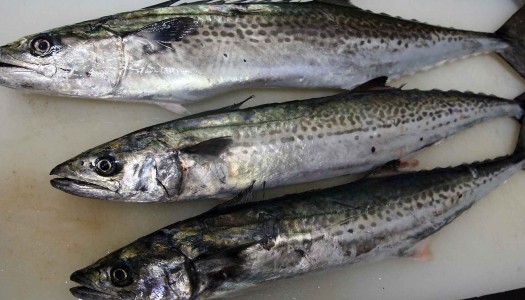 鮮魚部ありがとう！