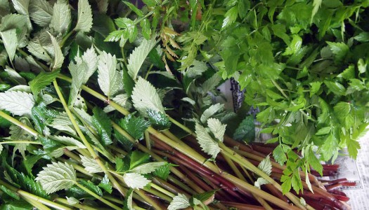 山菜終盤･･ふき・みず・せり