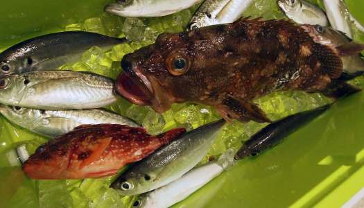 『営業時間短縮と酒類提供の停止』のお知らせ