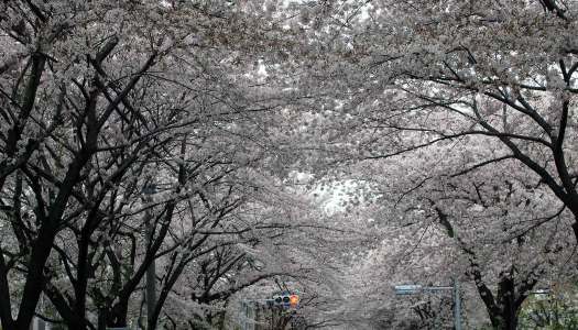 『桜』三鷹編♪