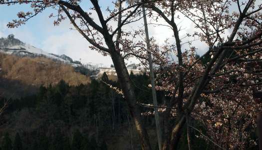 『桜』湯沢編♪